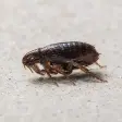 A cat flea on a pale concrete surface